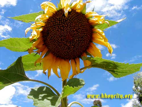 sunflower-khoy11